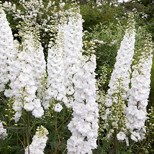 White Larkspur Rocket Flower Seeds for Planting, 250+ Seeds Per Packet, (Isla's Garden Seeds), Non GMO & Heirloom Seeds, Botanical Name: Delphinium Consolida, Great Home Garden Gift