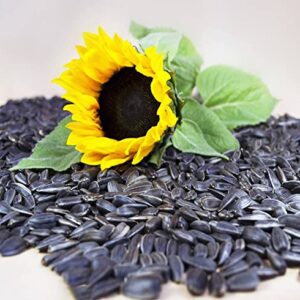 1000pcs Mix Sunflower Seeds for Planting - 10 Varieties Heirloom and Non-GMO Seeds for Outdoor Garden and Bonsai Plants, Easy to Plant and Grow