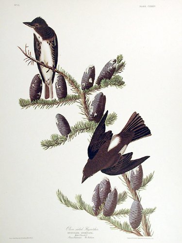 Olive sided Flycatcher. From"The Birds of America" (Amsterdam Edition)