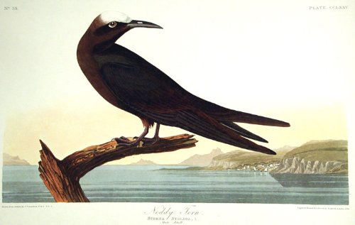 Noddy Tern. From"The Birds of America" (Amsterdam Edition)