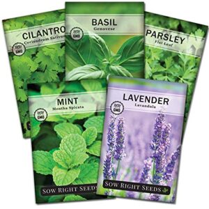 sow right seeds – most popular herb garden seed collection – mint, lavender, genovese sweet basil, cilantro, and parsley seeds for planting; 5 individual packets