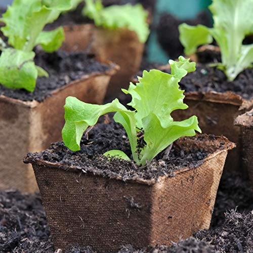 GROWNEER 120 Packs 2.3 Inches Square Peat Pots Plant Starters for Seedling with 15 Pcs Plant Labels, Biodegradable Herb Seed Starter Pots Kits, Garden Germination Nursery Pot