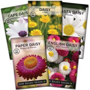 sow right seeds – daisy flower seed collection for planting – attract pollinators – beautiful annual and perennial flowers to plant in your home garden – non-gmo heirloom seeds – great gardening gift