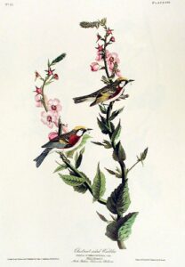 chestnut-sided warbler. from”the birds of america” (amsterdam edition)