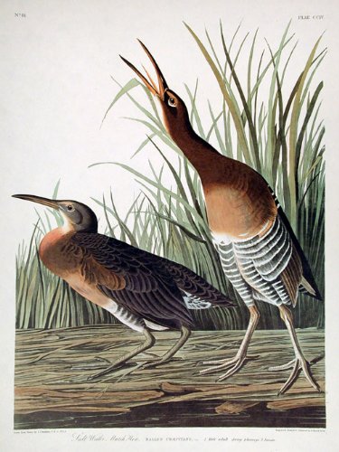 Salt Water Marsh Hen. From"The Birds of America" (Amsterdam Edition)