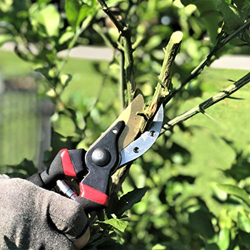 Mr. Pen- Pruning Shears, Garden Shears, 8" Professional, Garden Scissors, Gardening Shears, Garden Clippers, Bypass Pruners, Garden Shears Pruning, Pruning Scissors, Garden Tools, Garden Supplies