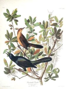 boat-tailed grackle. from”the birds of america” (amsterdam edition)