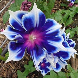 100pcs/pack morning glory seeds beautiful perennial flowers seeds for garden qc…
