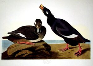 velvet duck. from”the birds of america” (amsterdam edition)