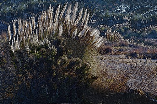 Pampas Grass At Sunset