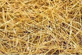 premium garden straw (4 lbs) – straw mulch that is designed for use in compost beds, gardens, pet bedding, lawns and much more. by home and country usa