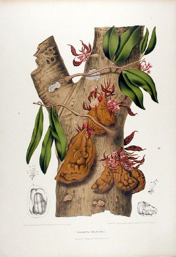 Cynometra Cauliflora [Nam Nam]