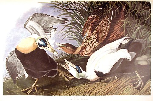 Eider Duck. From"The Birds of America" (Amsterdam Edition)