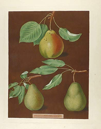 [Pears] Cadillac; Paddington Pear; St. Martial Pear