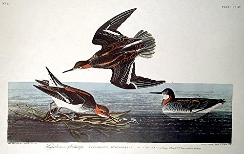 Hyperborean Phalarope. From"The Birds of America" (Amsterdam Edition)