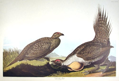 Cock of the Plains. From"The Birds of America" (Amsterdam Edition)
