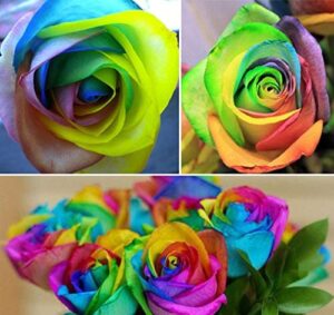 50+ rare multi colorful rainbow rose flower seeds beautiful flower potted plant home garden