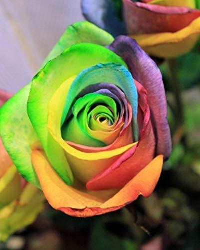 50+ Rare Multi Colorful Rainbow Rose Flower Seeds Beautiful Flower Potted Plant Home Garden