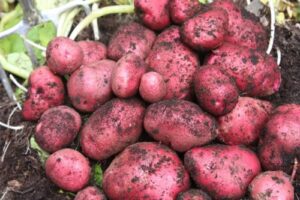 southern red seed potato hand selected aaa grade hand selected seed naturally grown
