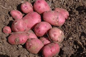 Southern Red Seed Potato Hand Selected AAA Grade Hand Selected Seed Naturally Grown