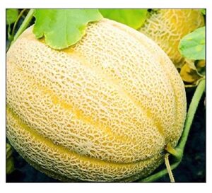 50 hales best jumbo cantaloupe | non-gmo | fresh garden seeds
