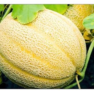 50 Hales Best Jumbo Cantaloupe | Non-GMO | Fresh Garden Seeds