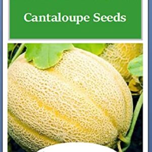 50 Hales Best Jumbo Cantaloupe | Non-GMO | Fresh Garden Seeds