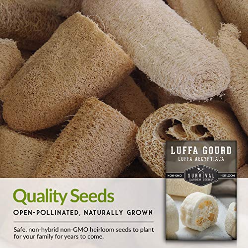 Survival Garden Seeds - Luffa or Loofah Seed for Planting - Packet with Instructions to Plant and Grow Ornamental Gourds in Your Home Vegetable Garden - Non-GMO Heirloom Variety - 1 Pack