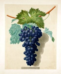 [grapes] black prince grape