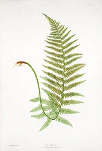 lastrea filix-mas [male crested wood fern]
