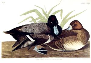 scaup duck. from”the birds of america” (amsterdam edition)