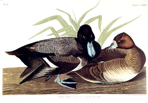 Scaup Duck. From"The Birds of America" (Amsterdam Edition)