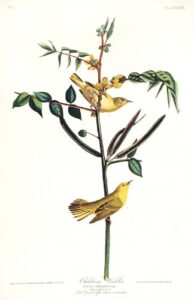 childrenÆs warbler. from”the birds of america” (amsterdam edition)