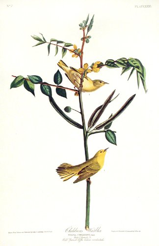 ChildrenÆs Warbler. From"The Birds of America" (Amsterdam Edition)