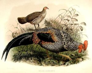 gallus sonneratii [grey junglefowl]