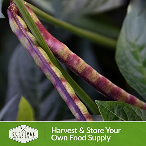 Survival Garden Seeds - Knuckle Purple Hull Cowpeas Seed for Planting - Packet with Instructions to Plant and Grow Delicious & Nutritious Peas in Your Home Vegetable Garden - Non-GMO Heirloom Variety