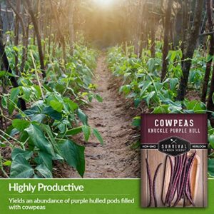 Survival Garden Seeds - Knuckle Purple Hull Cowpeas Seed for Planting - Packet with Instructions to Plant and Grow Delicious & Nutritious Peas in Your Home Vegetable Garden - Non-GMO Heirloom Variety