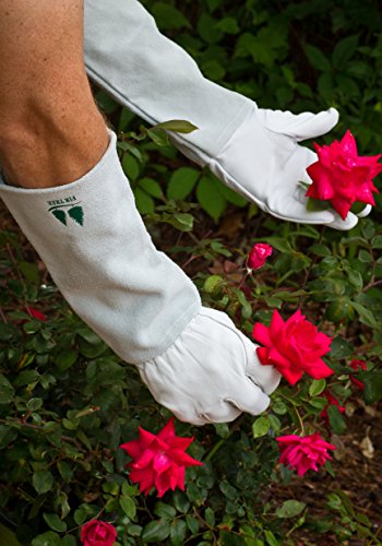 Leather Gardening Gloves by Fir Tree. Premium Goatskin Gloves With Cowhide Suede Gauntlet Sleeves. Perfect Rose Garden Gloves. Men's and Women's Sizes. M-8 (See Size Chart Photo)