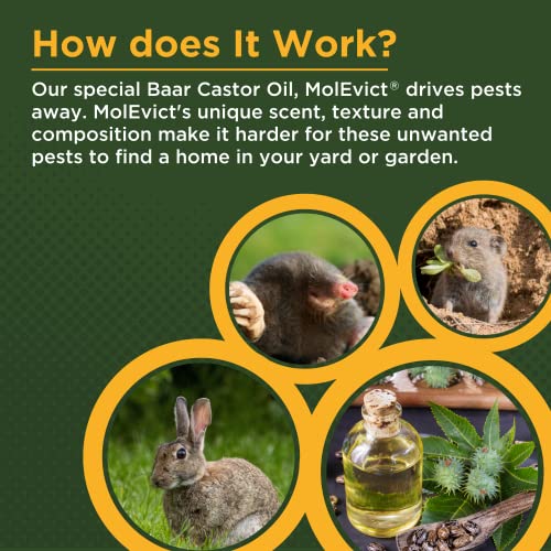 Baar Products - MolEvict Lawn Mole Castor Oil - Mole & Vole Repellent - Lawn & Garden Protection - Up to 5,000 Sq. Ft. of Coverage - Safe for Use Around House & Plants - 32 Ounces