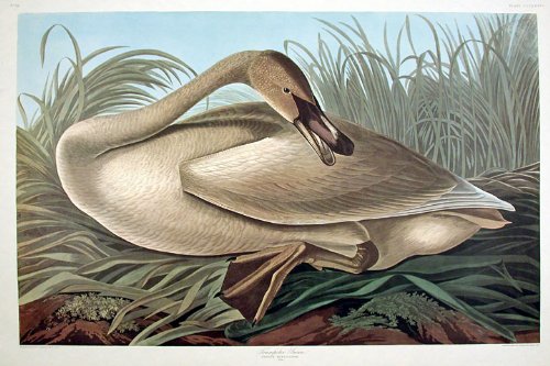 Trumpeter Swan [young]. From"The Birds of America" (Amsterdam Edition)