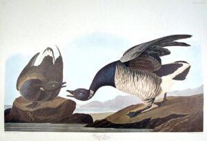 brant goose. from”the birds of america” (amsterdam edition)