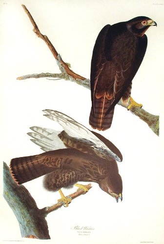 Black Warrior. From"The Birds of America" (Amsterdam Edition)