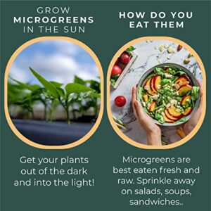 Window Garden Microgreens Grow Kit - Non GMO, Organic Microgreen Seeds, Fiber Soil, Acrylic Tray, Sprayer - Indoor & Outdoor Tools for Gardening, Seedling, Planting Superfood, Hydroponic Growing Kit
