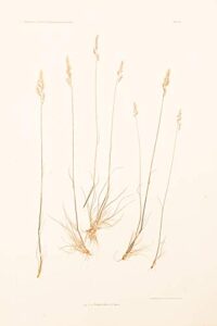 festuca ovina