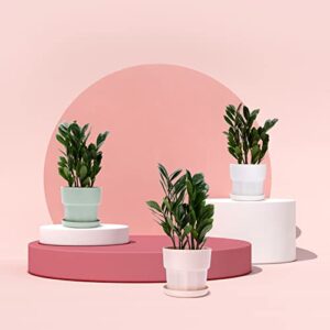 matekxy plastic plant pots set of 3 packs 5.5inch planters with drainage hole and saucer tray flower pot with multiple drainage holes and trays for home garden, 3 color – white, pink and mint green