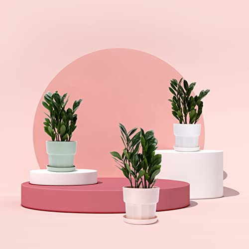 Matekxy Plastic Plant Pots Set of 3 Packs 5.5inch Planters with Drainage Hole and Saucer Tray Flower Pot with Multiple Drainage Holes and Trays for Home Garden, 3 Color - White, Pink and Mint Green