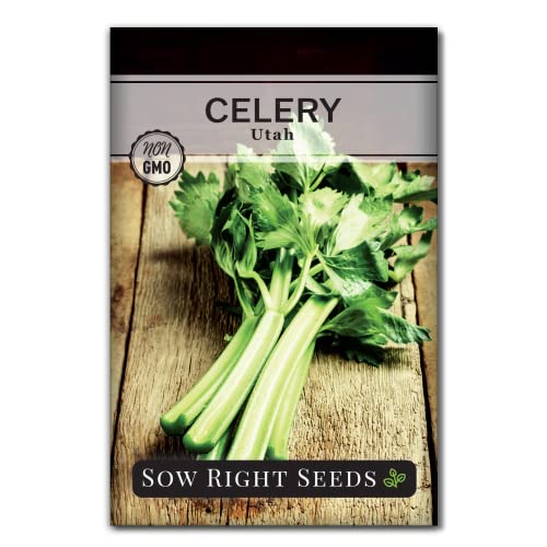 Sow Right Seeds - Tall Utah Celery Seeds for Planting - Non-GMO Heirloom Packet with Instructions to Plant and Grow an Outdoor Home Vegetable Garden - Green Leaf Stalk Celeriac - Great Gardening Gift