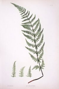 lastrea dilatata chanteriae [broad prickly-toothed buckler fern]