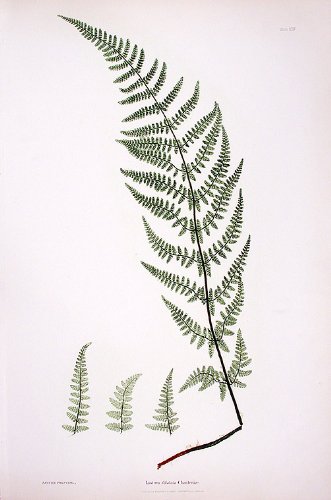 Lastrea dilatata Chanteriae [Broad Prickly-toothed Buckler Fern]