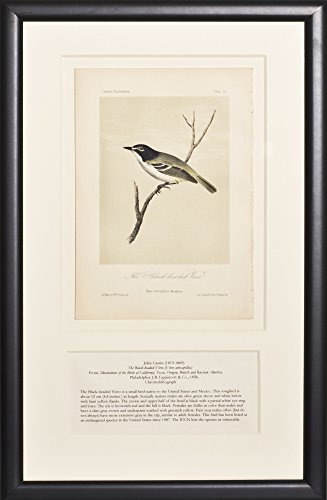 The Black-headed Vireo